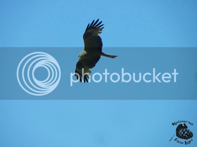 IMGP4321_zpsurhp6tbo.jpg