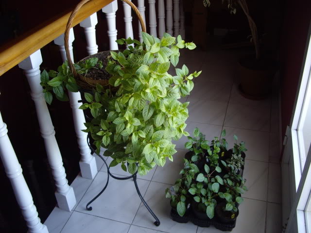 IMGP4426.jpg