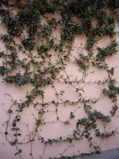 IMGP4560.jpg