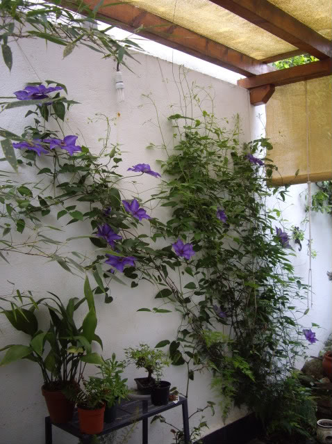 IMGP4747.jpg