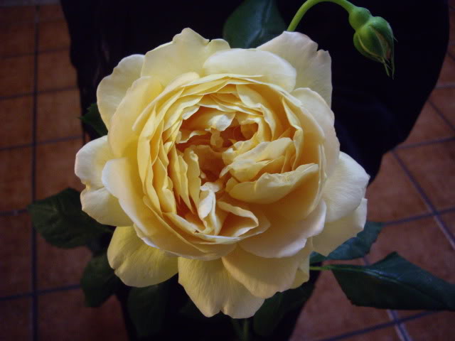 IMGP4753.jpg