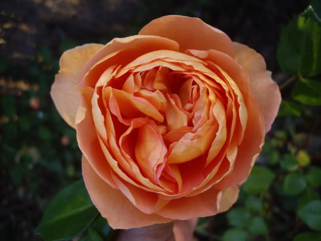 IMGP4781.jpg