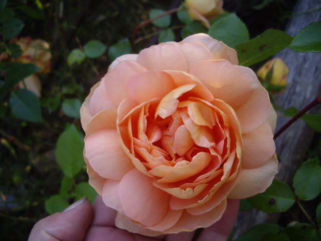IMGP4782.jpg