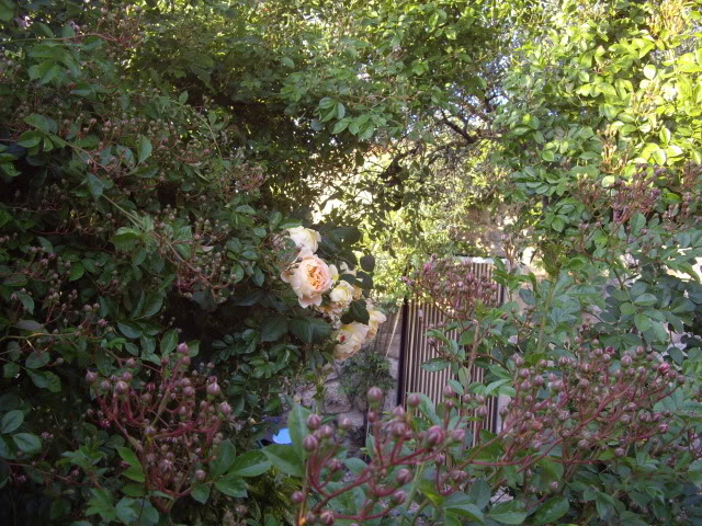 IMGP4805.jpg