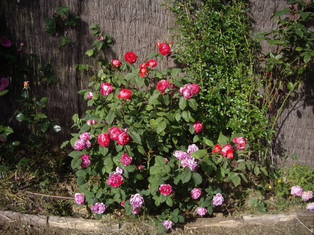 IMGP4877.jpg
