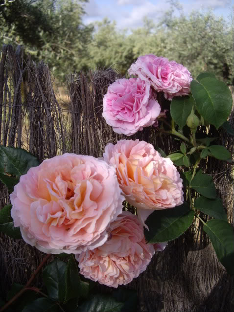 IMGP4879.jpg
