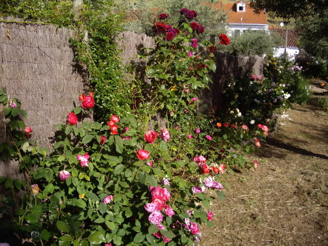 IMGP4885.jpg