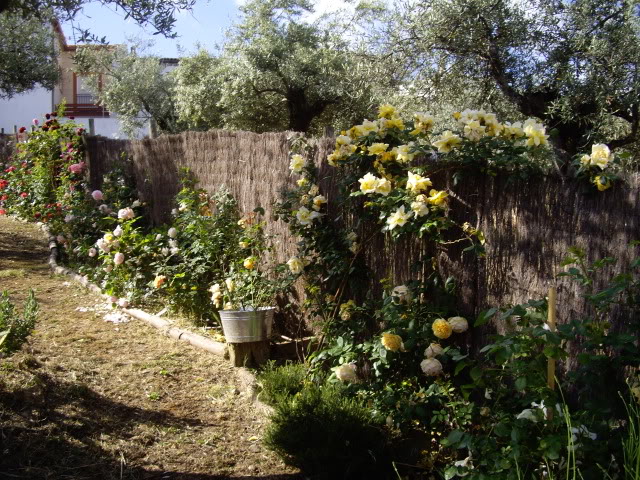 IMGP4890.jpg