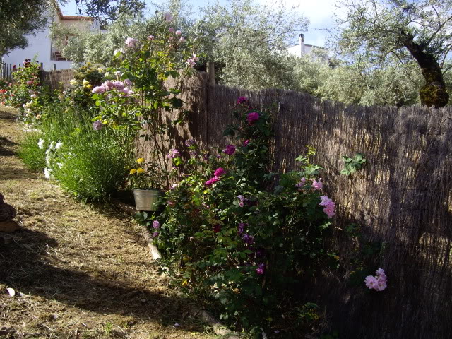 IMGP4894.jpg