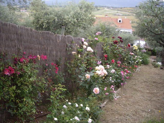 IMGP4910.jpg