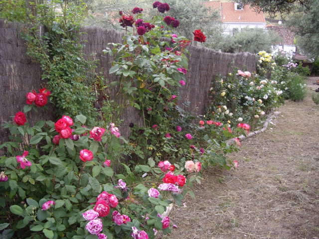 IMGP4911.jpg