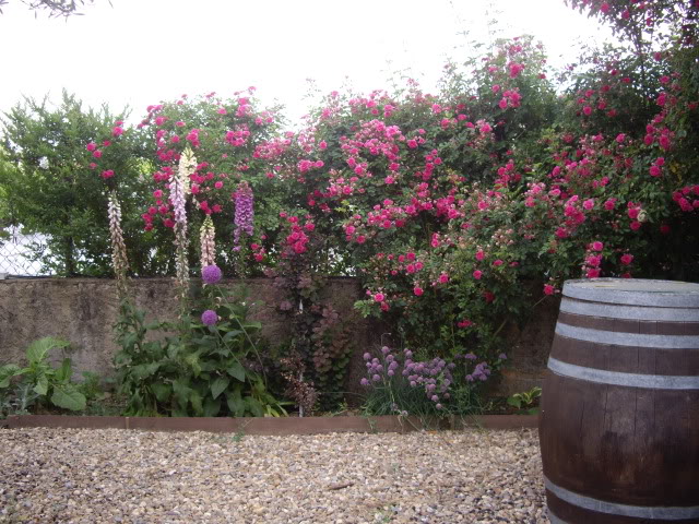 IMGP4918.jpg