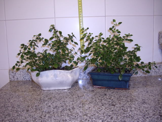 IMGP4988.jpg