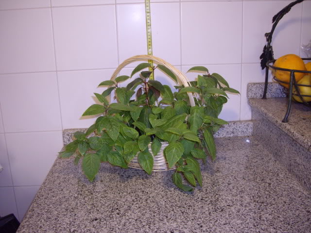 IMGP4991.jpg