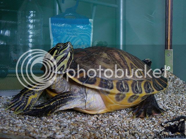 IMGP5019_zpsen7sycxq.jpg