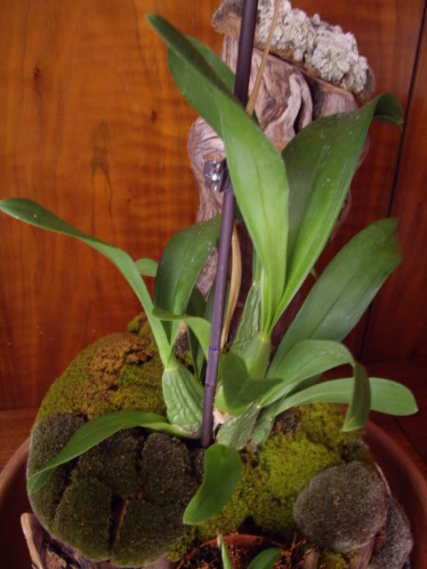 IMGP5210.jpg