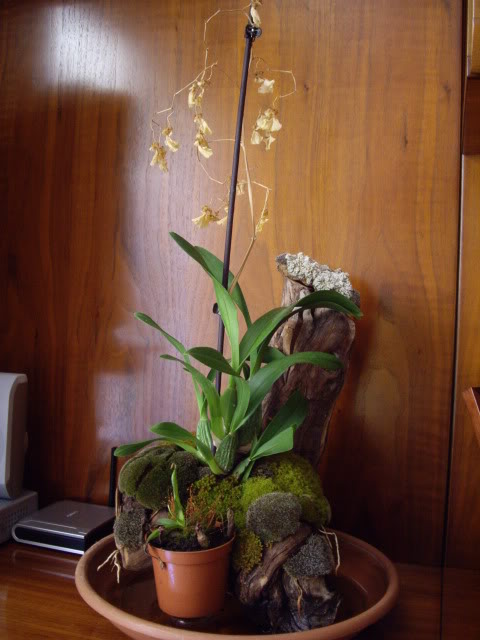 IMGP5211.jpg