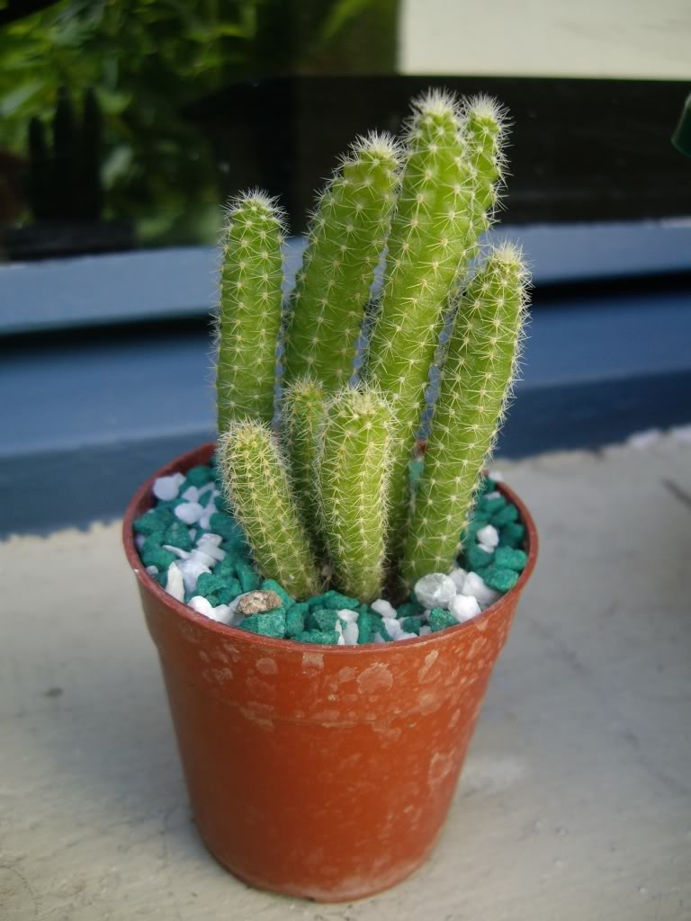 IMGP5258.jpg