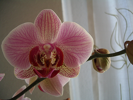 IMGP5354b.jpg