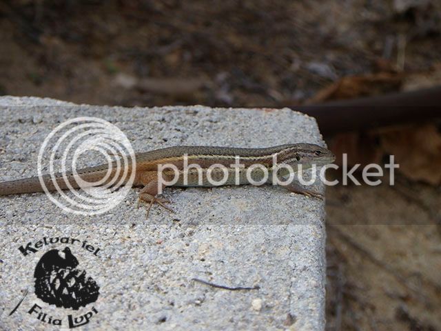 IMGP5656_zpsch9dvdej.jpg