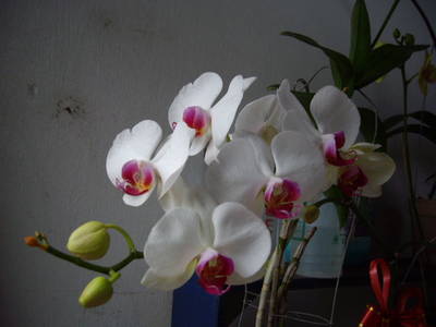 IMGP6009.JPG