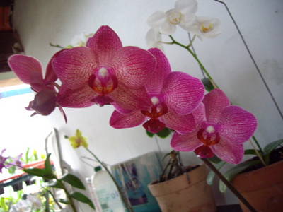 IMGP6010.JPG