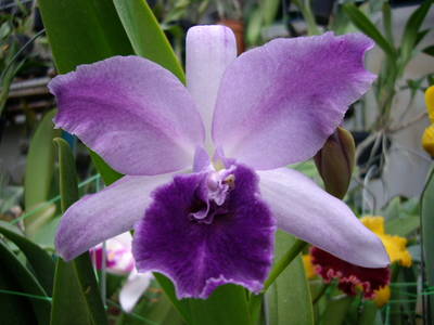 IMGP6131.JPG