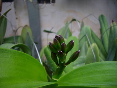 IMGP6162.JPG