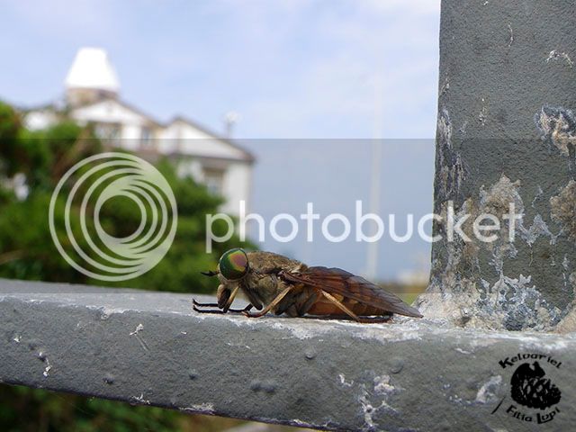 IMGP6437_zpshuk1d2op.jpg