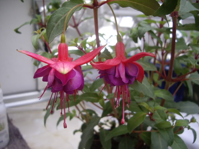 IMGP6854.jpg