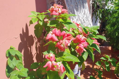 IMGP8769_resize.JPG