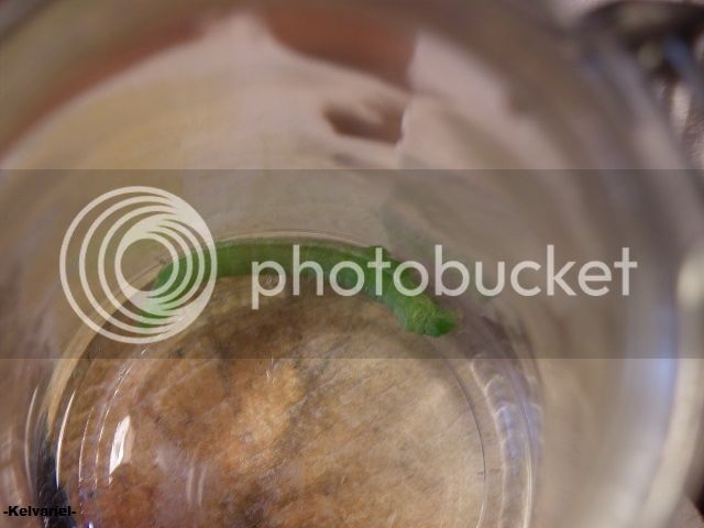IMGP9182_zps0c0a82b8.jpg
