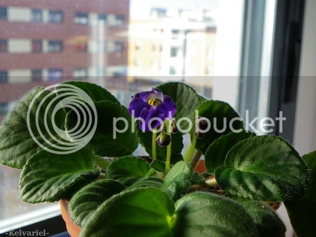 IMGP9260_zps24a17e1f.jpg