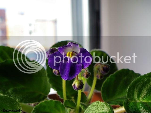 IMGP9261_zpse1d4944d.jpg
