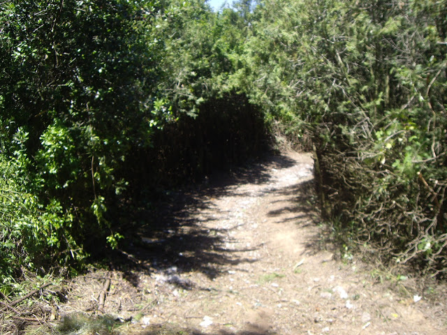 IMGP9373.JPG