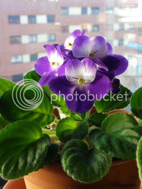 IMGP9374_zps5532cc93.jpg