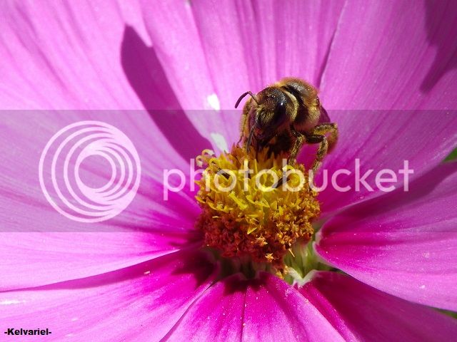 IMGP9396_zpsc105de42.jpg
