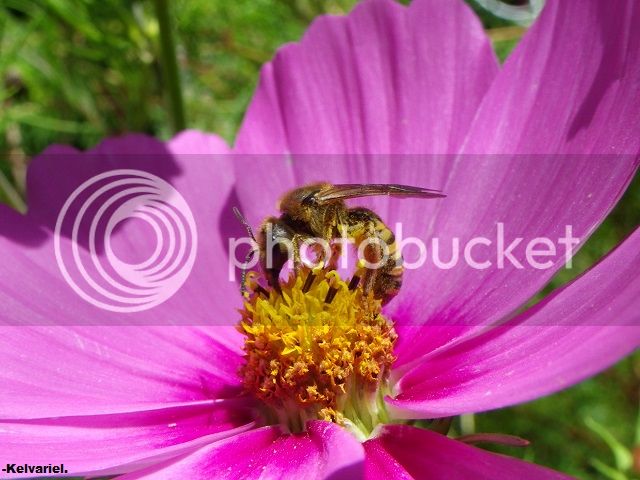 IMGP9397_zpsbc483e2f.jpg