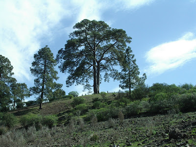IMGP9398.JPG