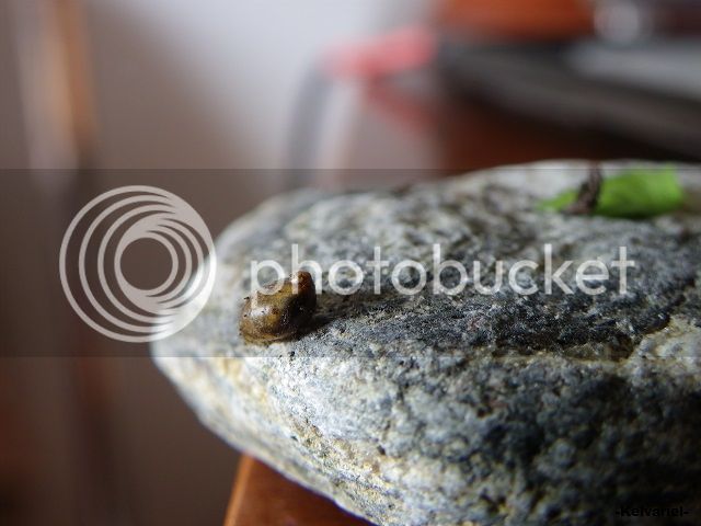 IMGP9888_zpsaff91e43.jpg