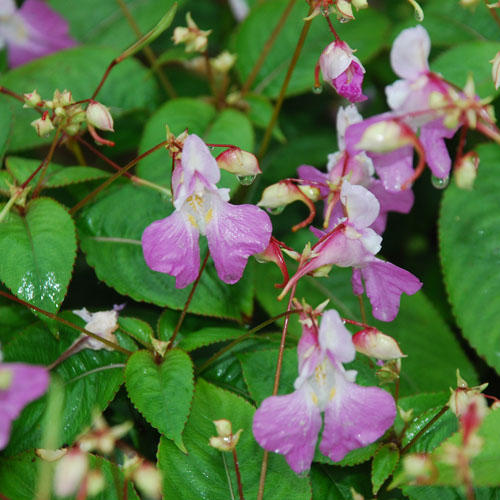 IMPATIENS%20BALFOURII%201.JPG