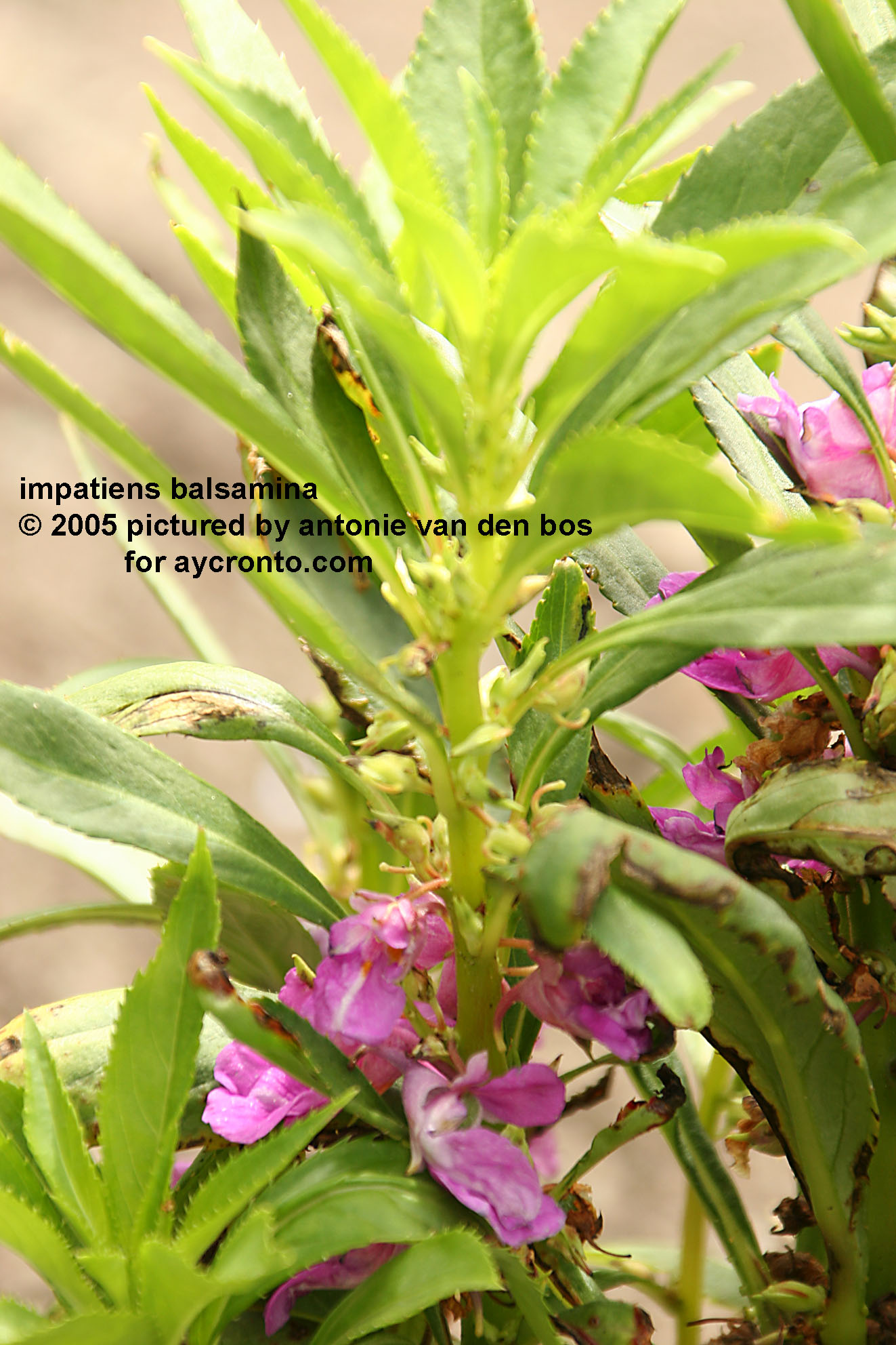impatiens%20balsamina%2008%20NL%20uithof.jpg