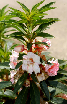 impatiens-3204.jpg