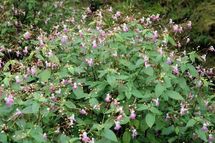 impatiens-balfourii15109.jpg