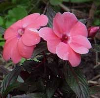 impatiens-hawkeri.jpg