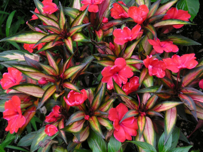 Impatiens-New-Guinea_edit.jpg