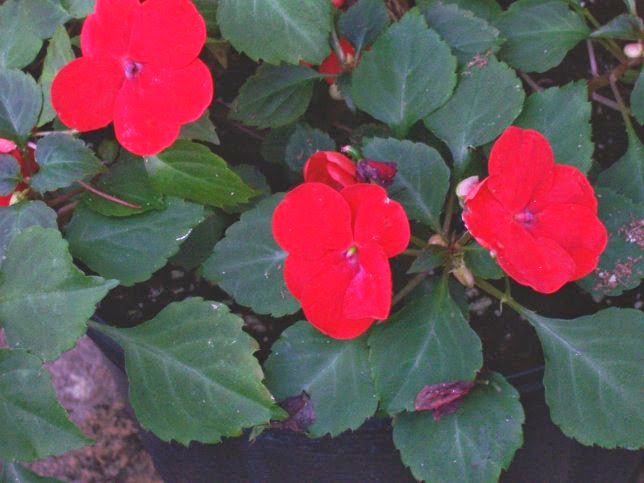 Impatiens-walleriana.jpg