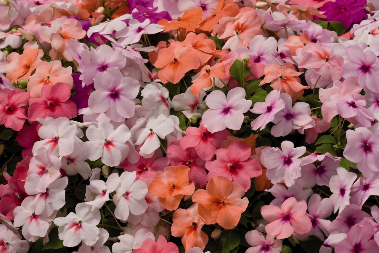 impatiens-walleriana-tempo-mix-n6831-2.jpg