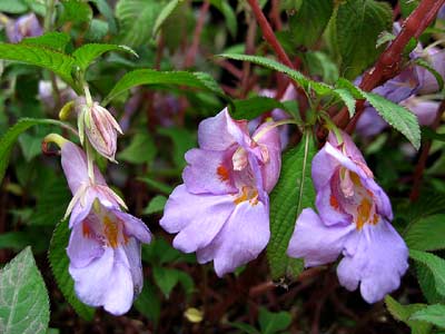 impatiens_arguta_close.jpg