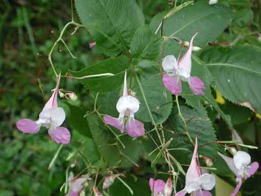 Impatiens_balfourii.jpg